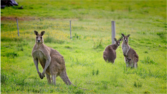 Austrálie