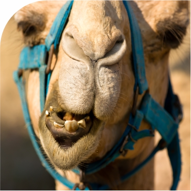 Bahrajn