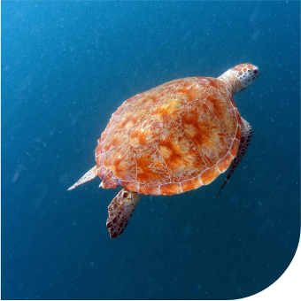 Barbados