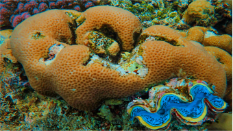 Palau