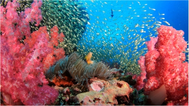 Palau
