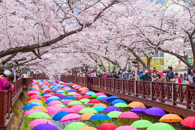 Jihokorejský festival Jinhae Gunhangje
