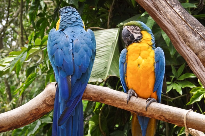 Pestře zbarvení papoušci v amazonském tropickém pralese, Brazílie