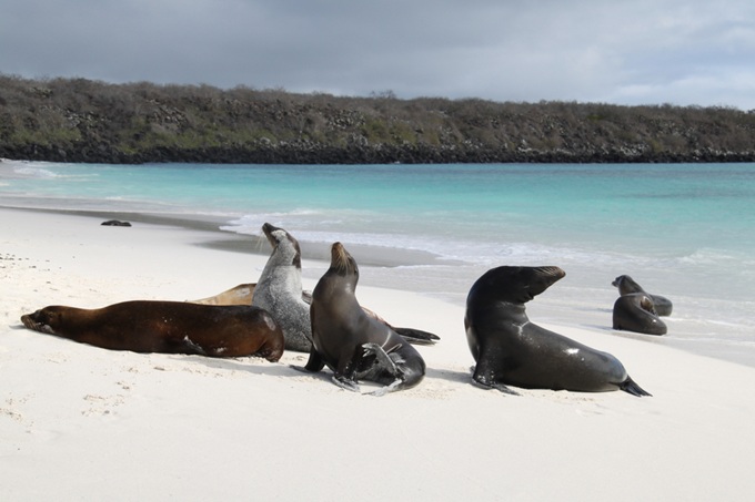 Galapágy - lachtani na pláži