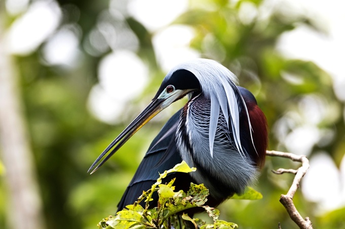 Národní park Yasuní - fauna, Ekvádor