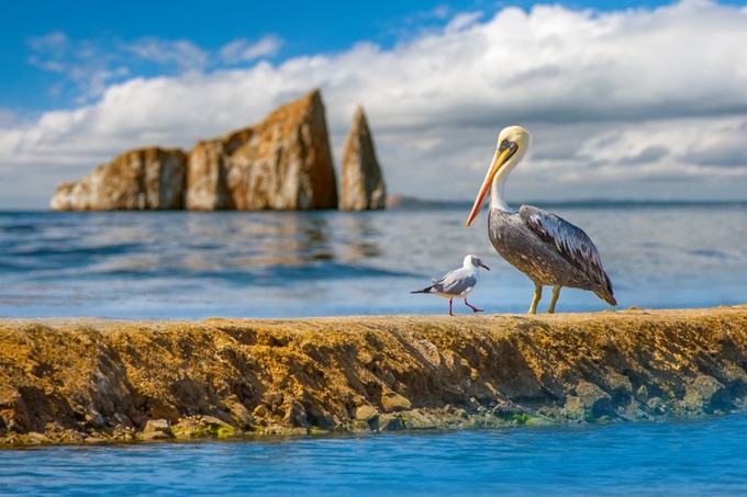 Pelikán a racek chodící podél pobřeží - Galapágy