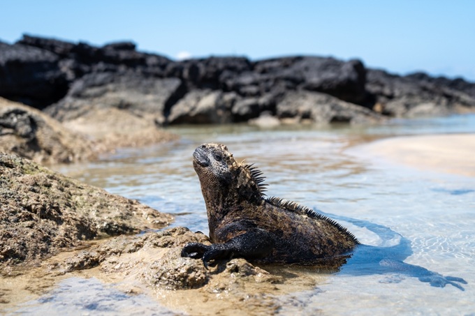 Mořský leguán odpočívající na vulkanických horninách