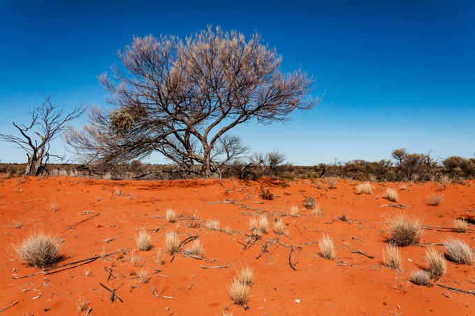 Pouštní krajina australského outbacku s červenou půdou