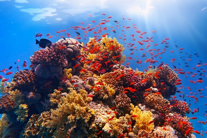 Pestrobarevný korálový útes s tropickými rybami ve Velkém bariérovém útesu