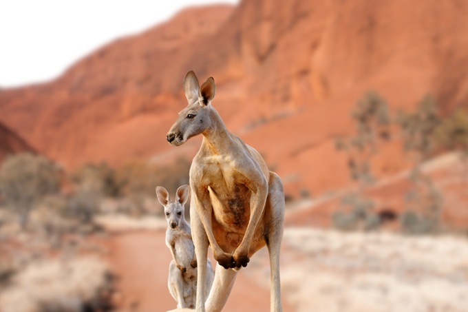 Klokan s mládětem v australské pouštní krajině Outbacku