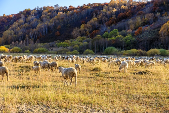 Stádo ovcí na pastvině v mongolské stepi na podzim