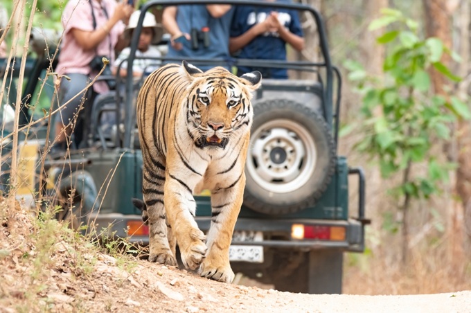 Tygr kráčející po cestě před safari vozidlem s turisty v národním parku Pench