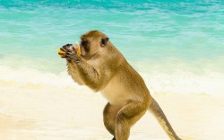 Thajský Phuket: Jedno z nejlepších letovisek Asie ukrývá krásné pláže i prokletého Buddhu