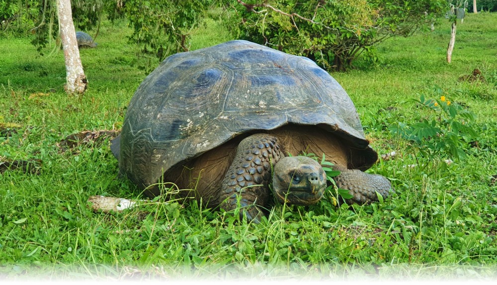 Ekvádor od rovníku k Pacifiku a 5 dní plavby po Galapágách